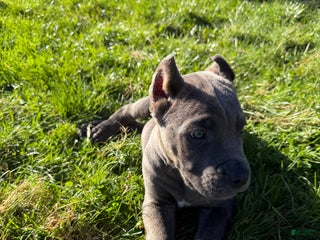 Cane Corso dogs - Ad 26