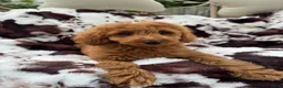 Mini Goldendoodle dogs for sale: Lenna - Ad 3
