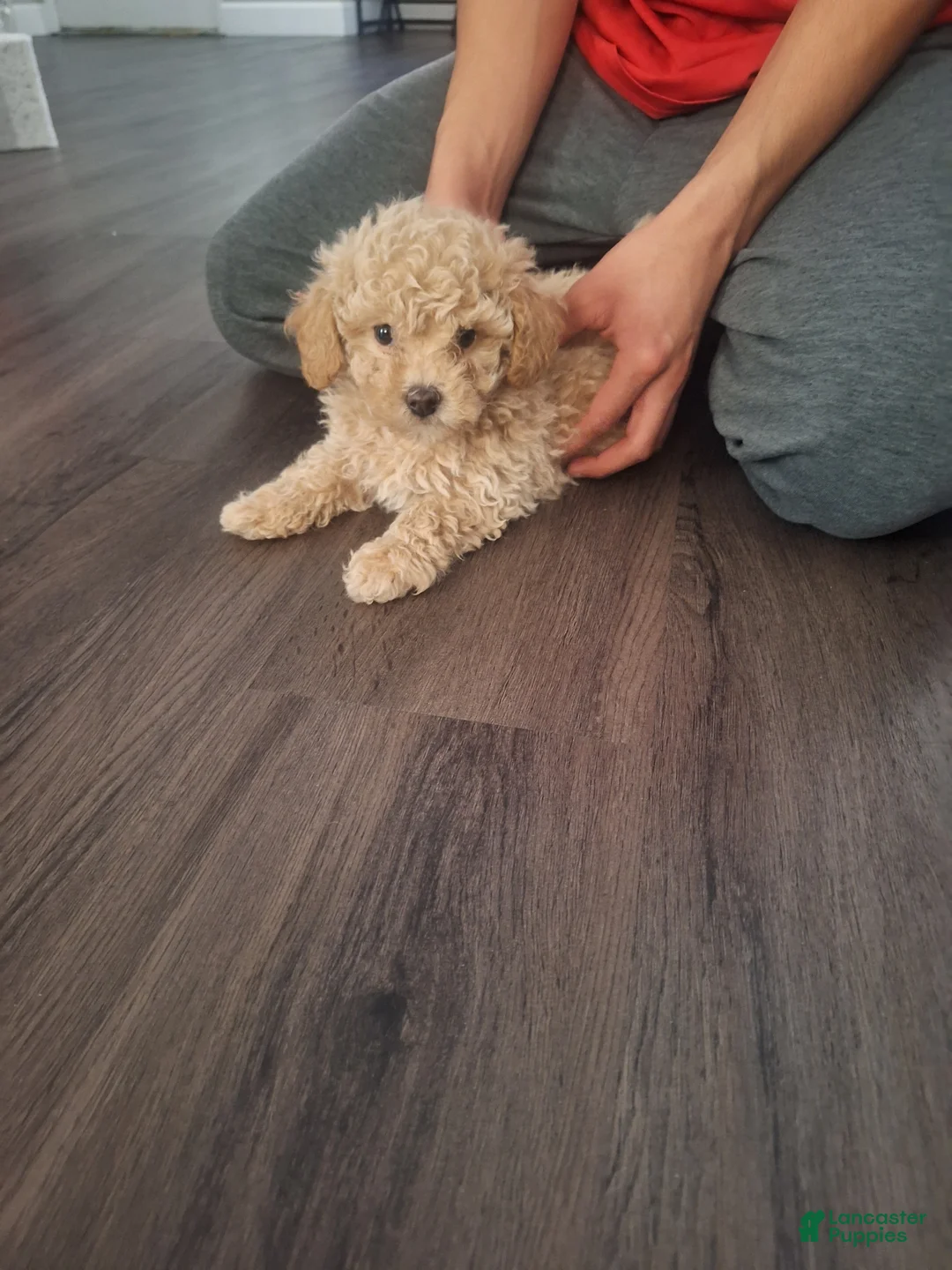 Toy Poodle dogs for sale: El Guero - Ad 8