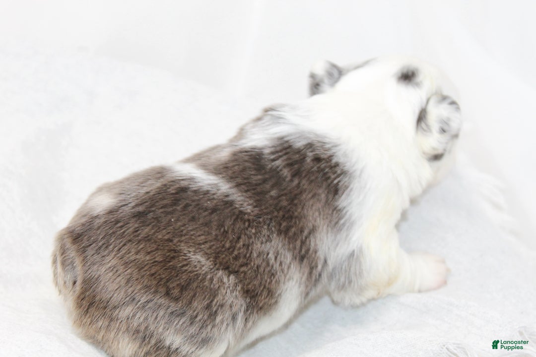 French Bulldog dogs for sale: Kelani-Full Fluffy Panda Husky with Testable - Ad 5