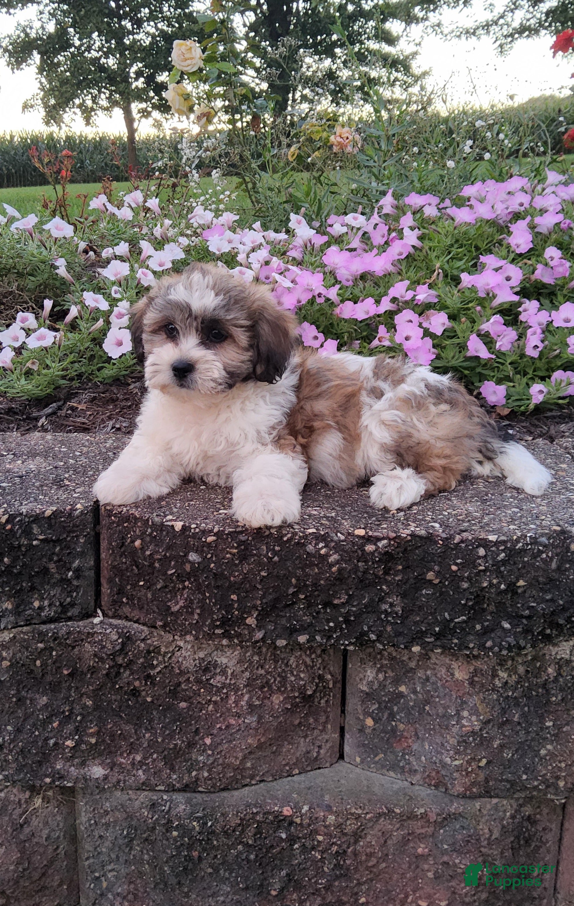 Teddy Bear dogs Diamond - Ad 2