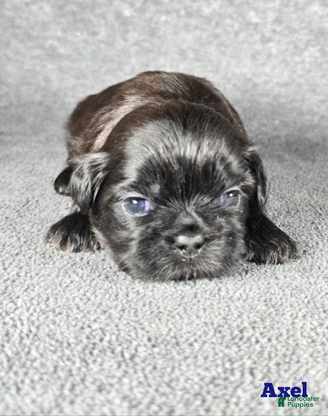 Shih Tzu dogs for sale: Axel - Ad 6