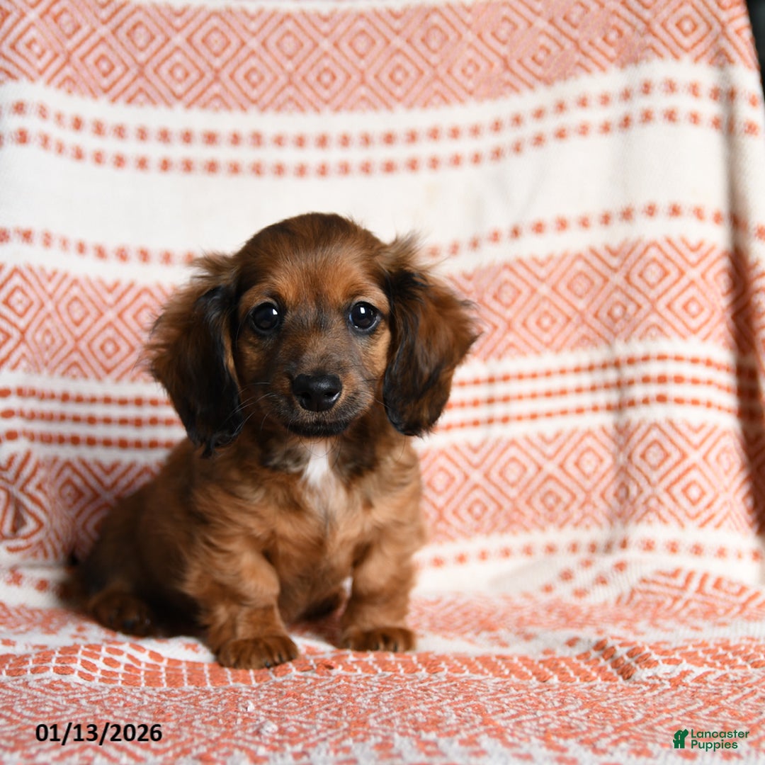 Miniature Dachshund dogs for sale: Riley - Ad 3