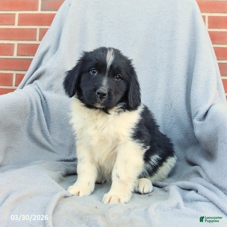 Newfoundland dogs Murphy - Ad 2