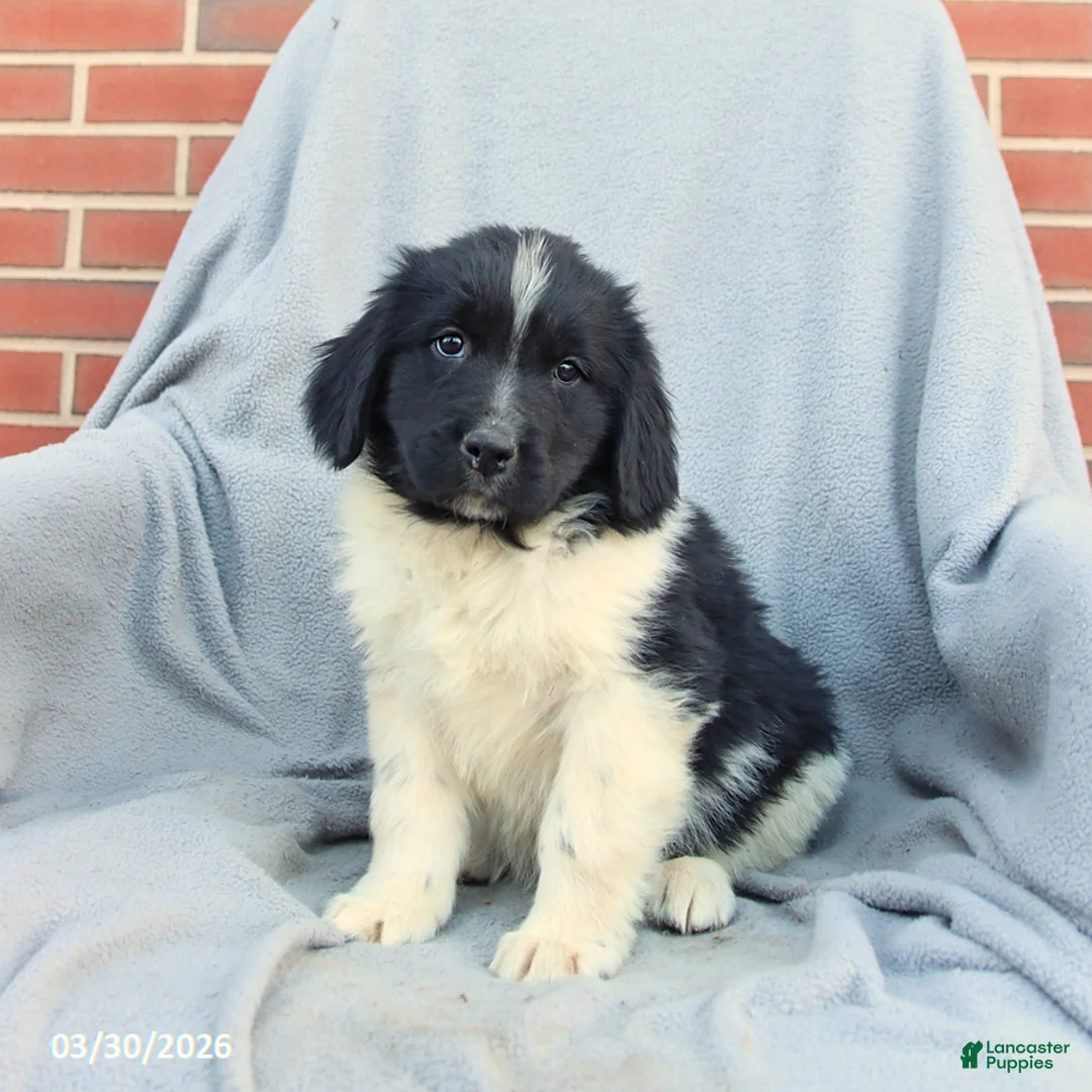 Newfoundland dogs for sale: Murphy - Ad 2