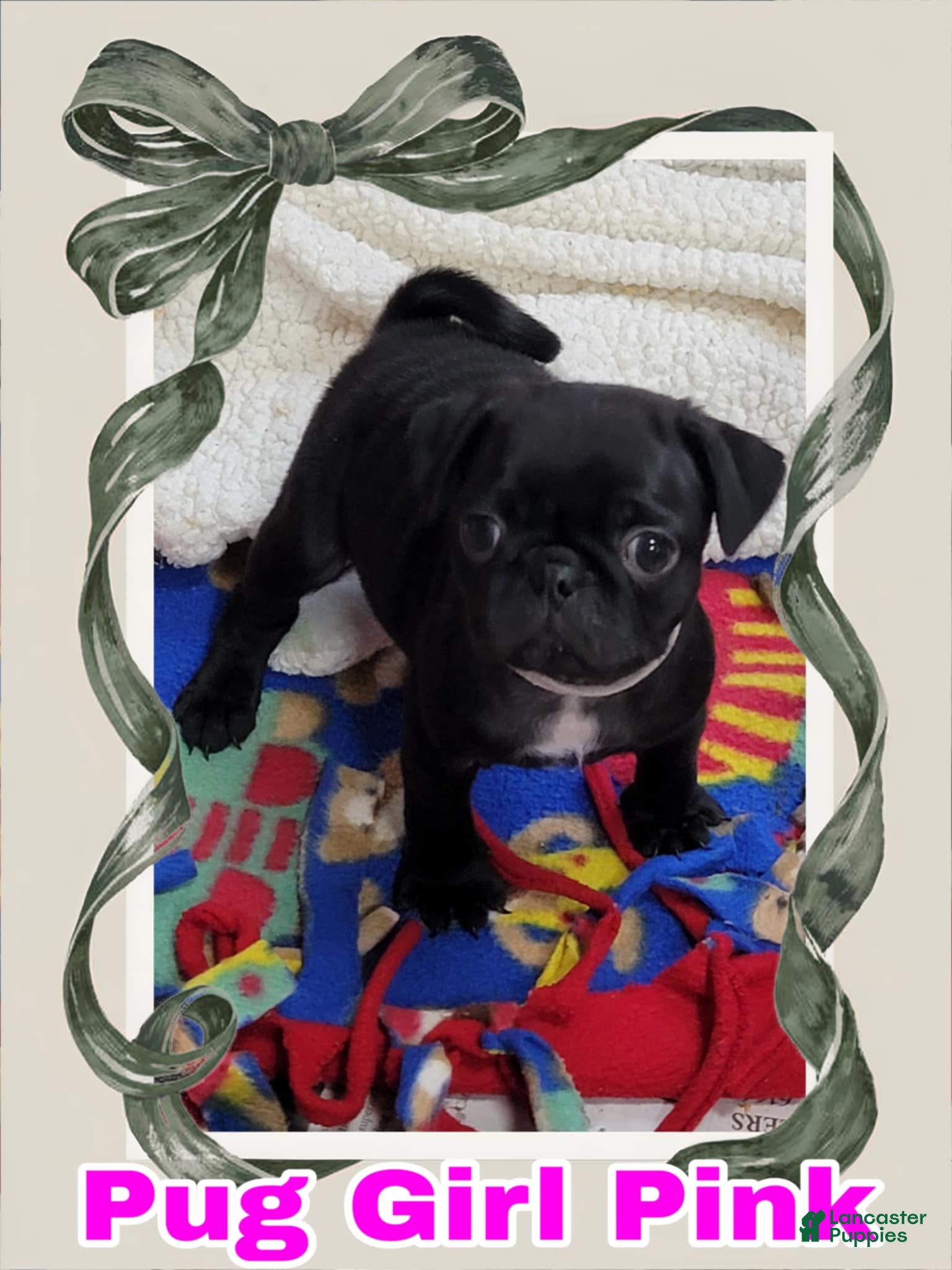 Pug dogs Pug Puppy Girl Pink - Ad 6