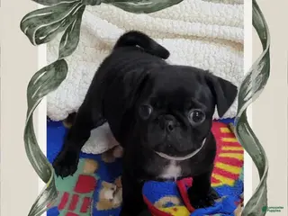 Pug dogs Pug Puppy Girl Pink - Ad 6