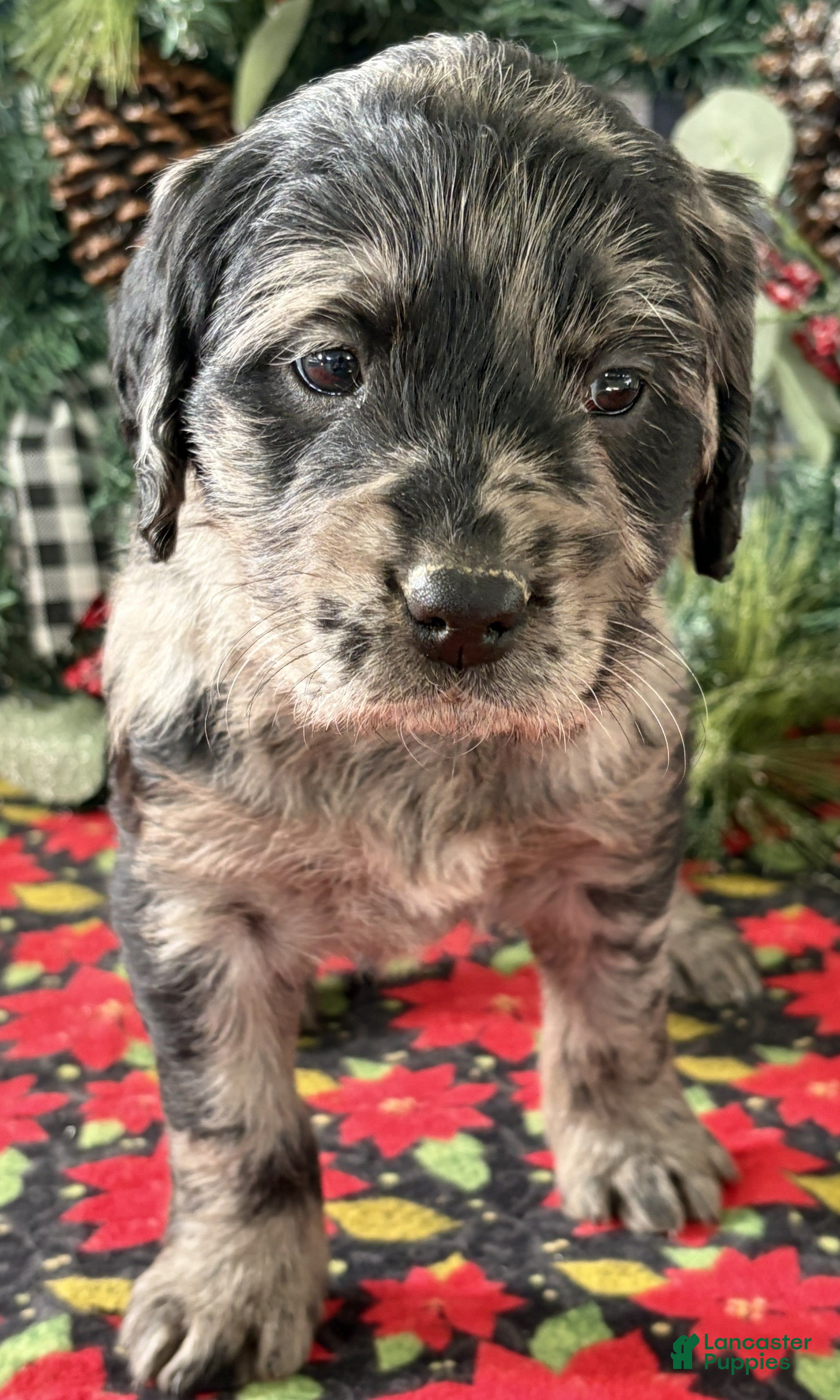 Labradoodle dogs Coco - Ad 11