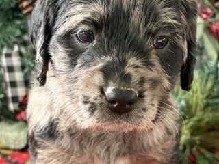 Labradoodle dogs Coco - Ad 14