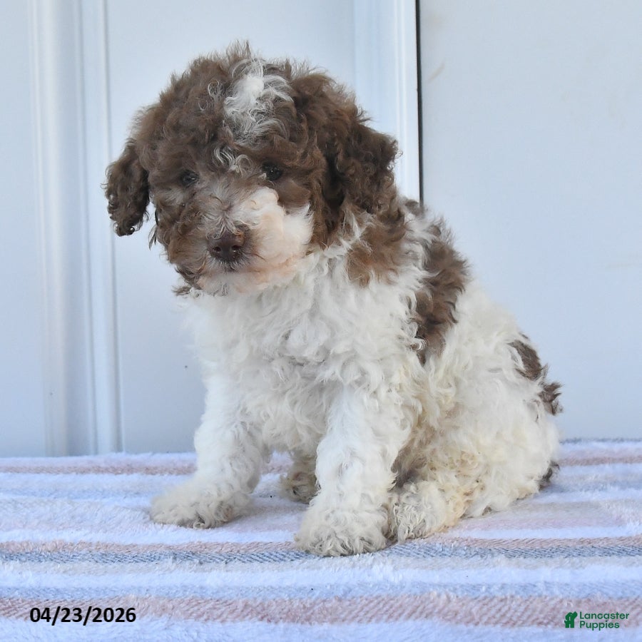 Miniature Poodle dogs Ace - Ad 2