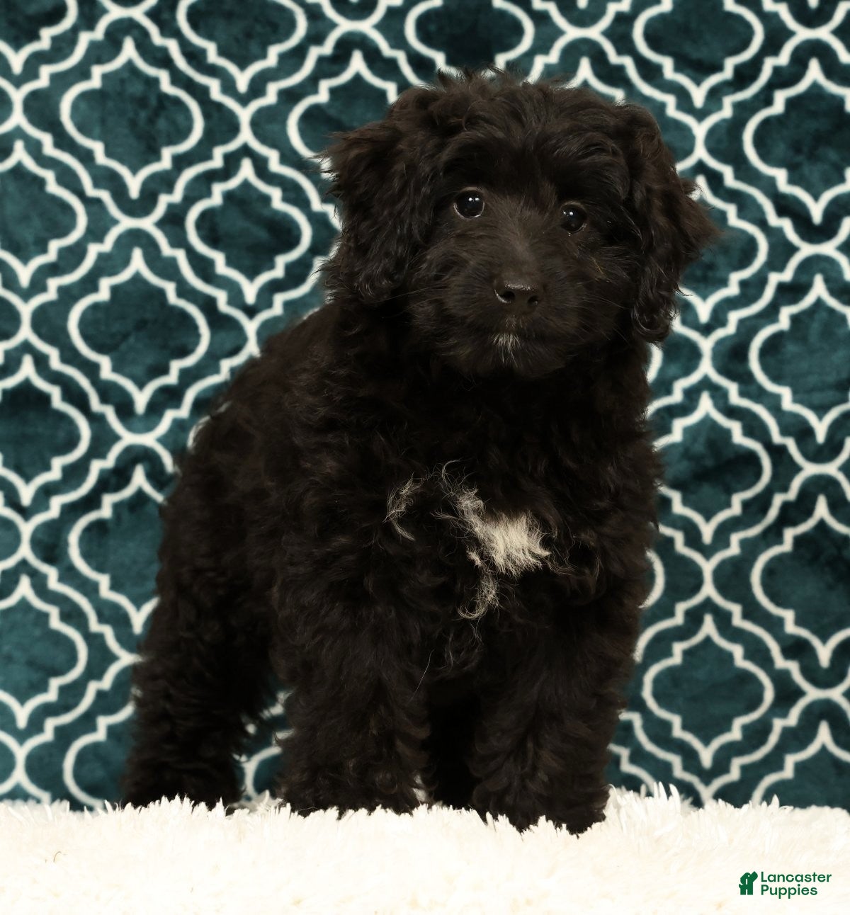 Mini Aussiedoodle dogs Molly - Ad 1