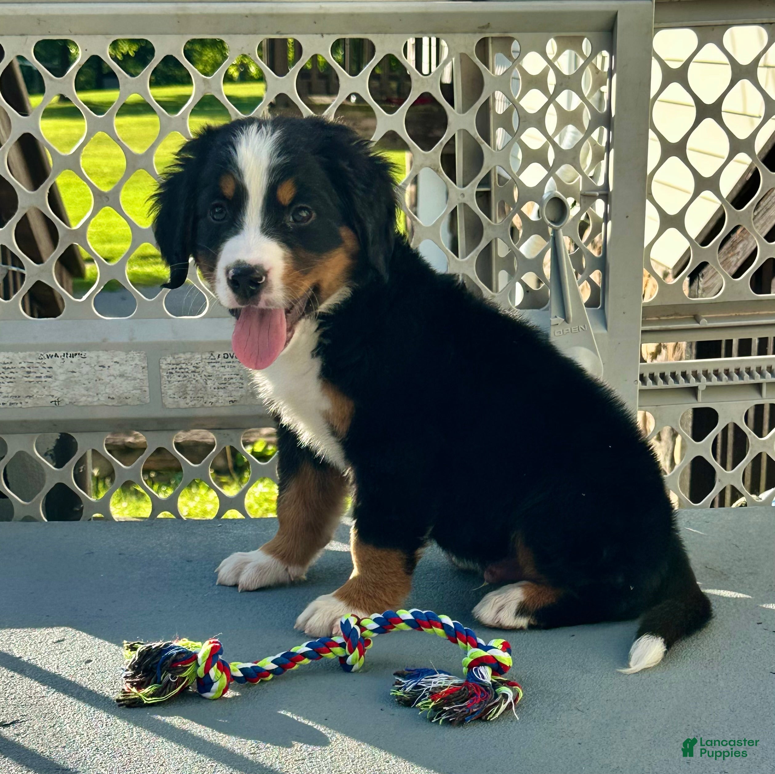 Bernese Mountain Dog dogs Jack - Ad 1