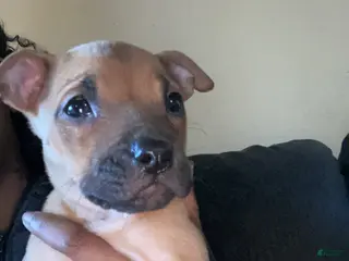 American Pit Bull Terrier dogs Hennessy - Ad 24