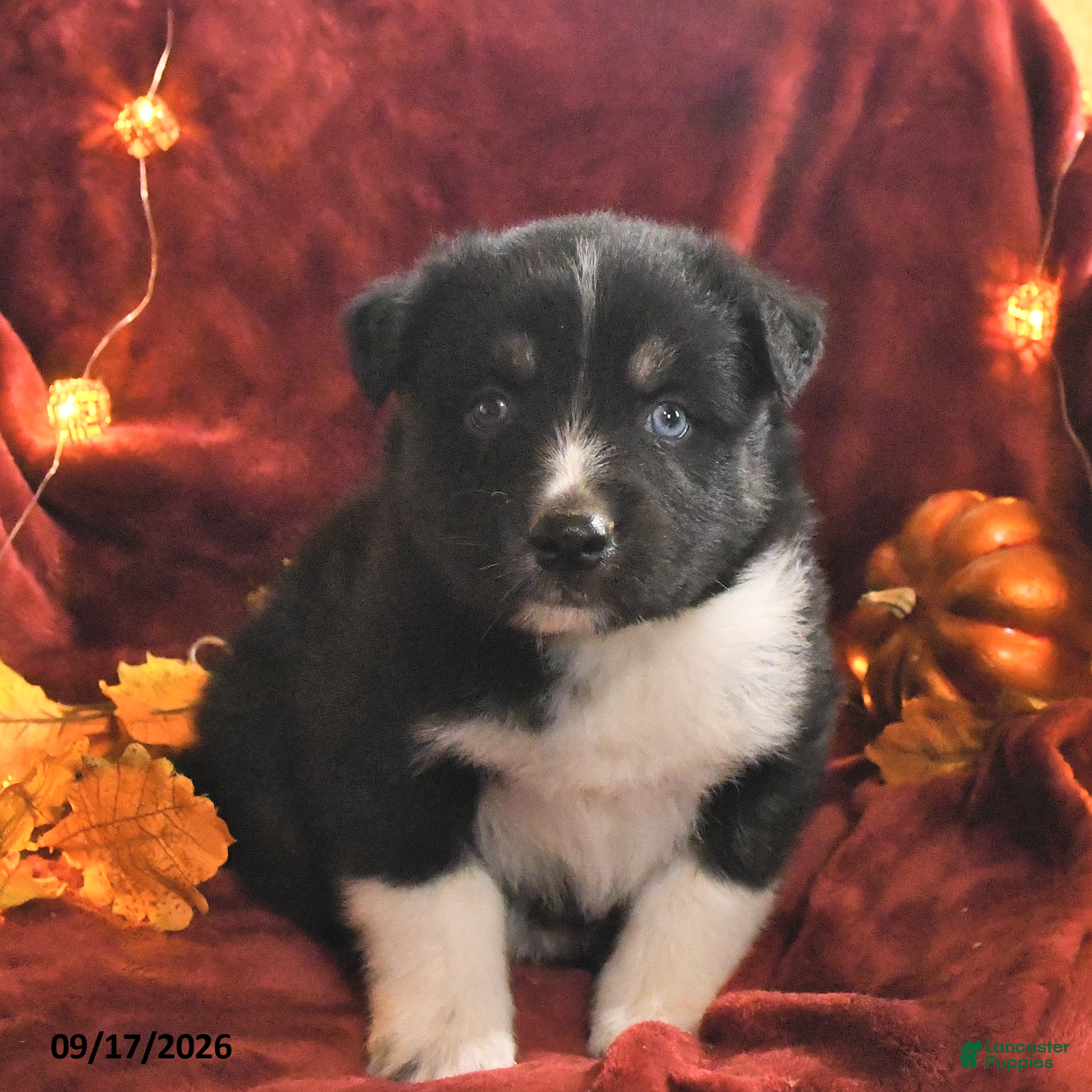Mixed Breed dogs for sale: Teddy - Ad 3