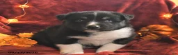 Mixed Breed dogs for sale: Teddy - Ad 1