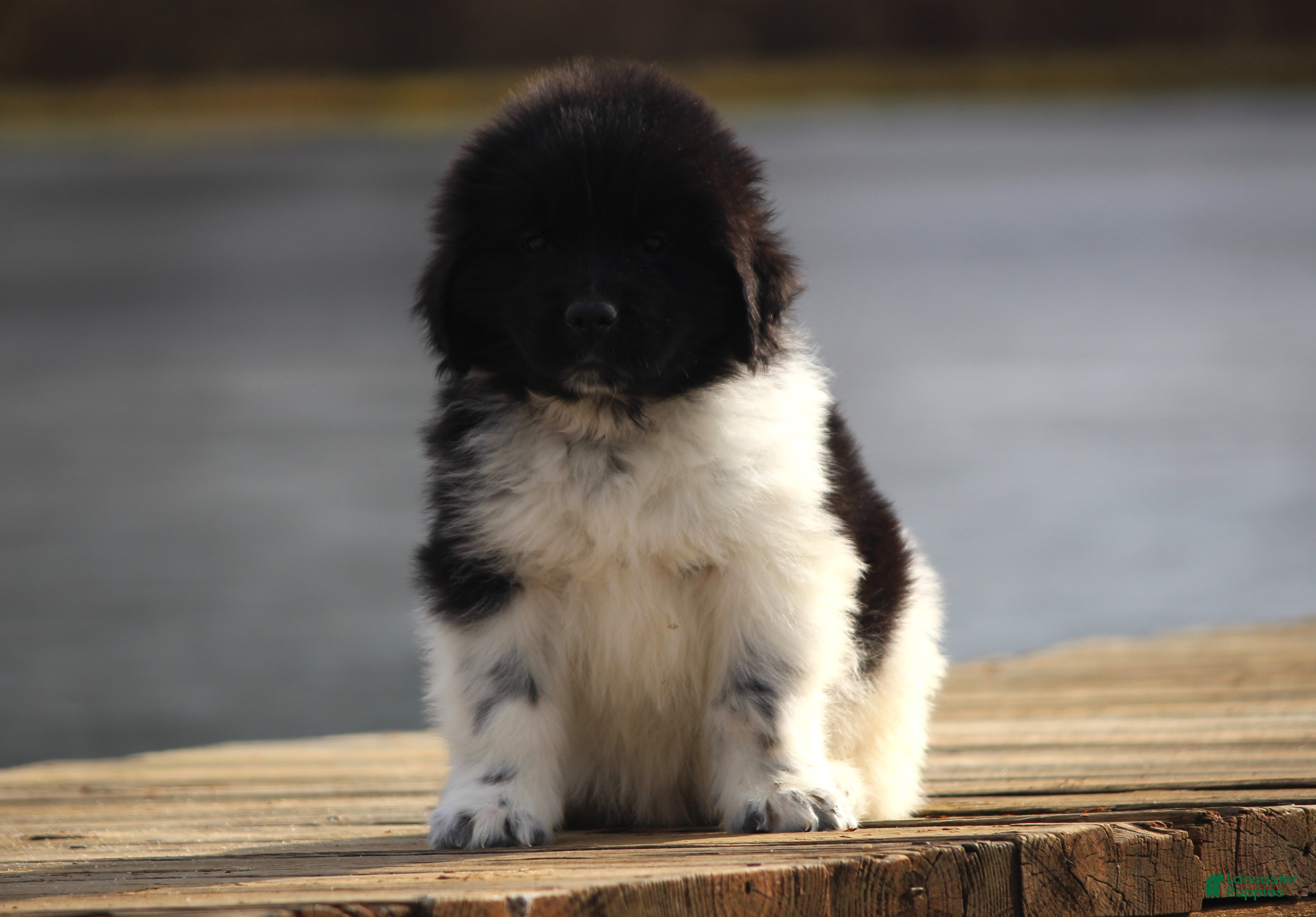 Newfoundland dogs Pippa - Ad 25