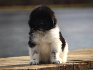 Newfoundland dogs Pippa - Ad 25