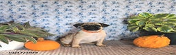 Pug dogs for sale: Goldie - Ad 14