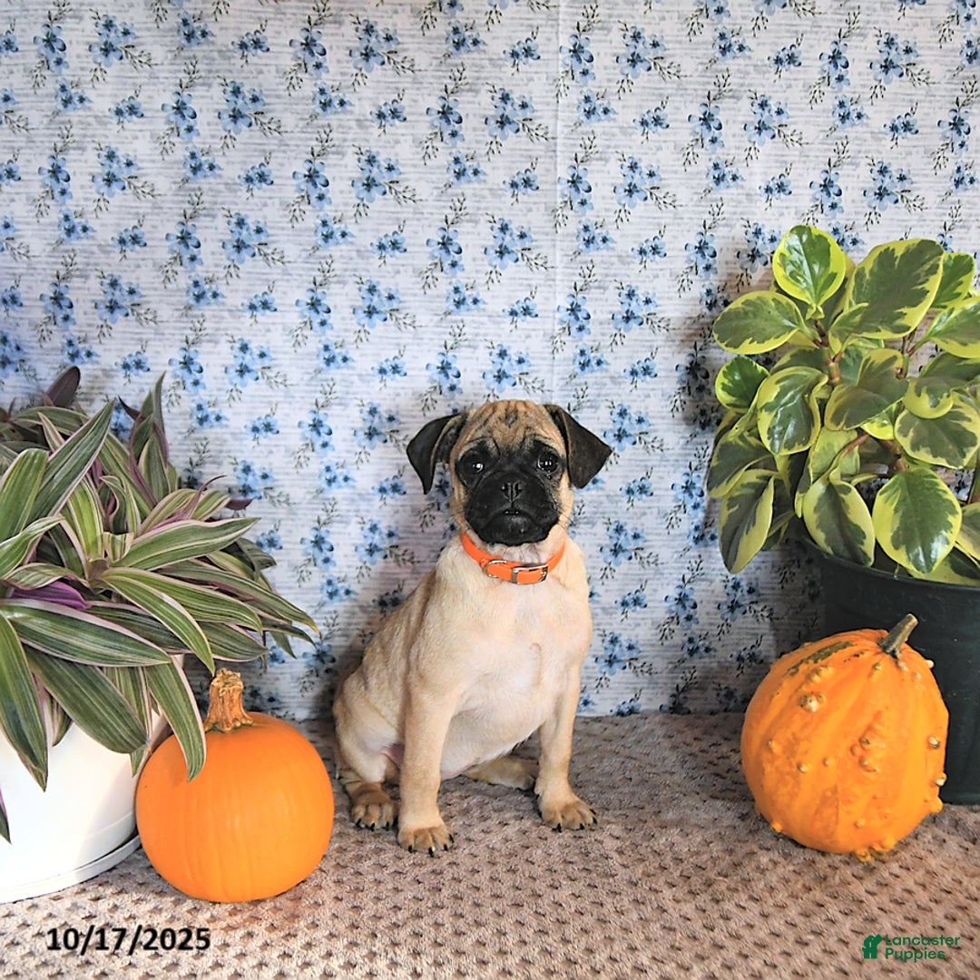 Pug dogs for sale: Goldie - Ad 14