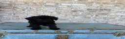 Miniature Labradoodle dogs for sale: Bandit  - Ad 7