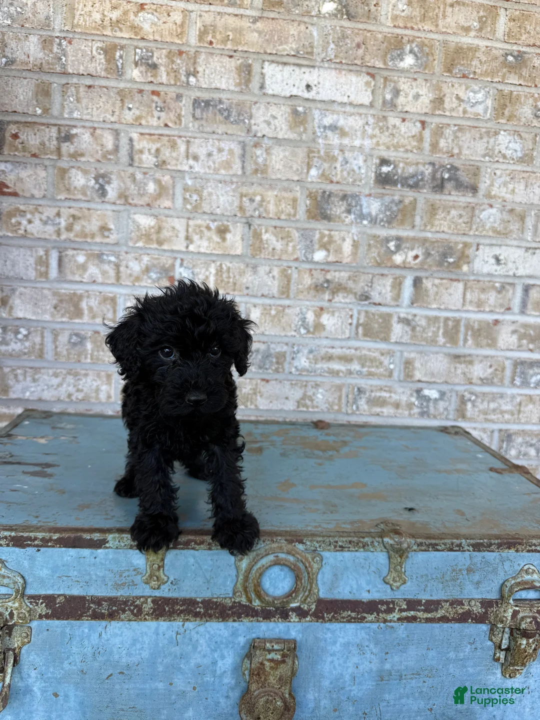 Miniature Labradoodle dogs for sale: Bandit  - Ad 7