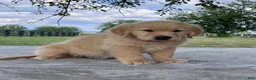 Golden Retriever dogs for sale: Camden - Ad 3