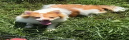 Pomeranian dogs for sale: Pomeranian 1 - Ad 2
