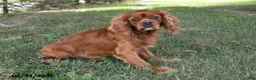 Beaglier dogs for sale: Jack - Ad 7