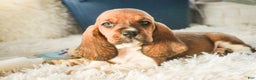 Basset Hound dogs for sale: Armando - Ad 4