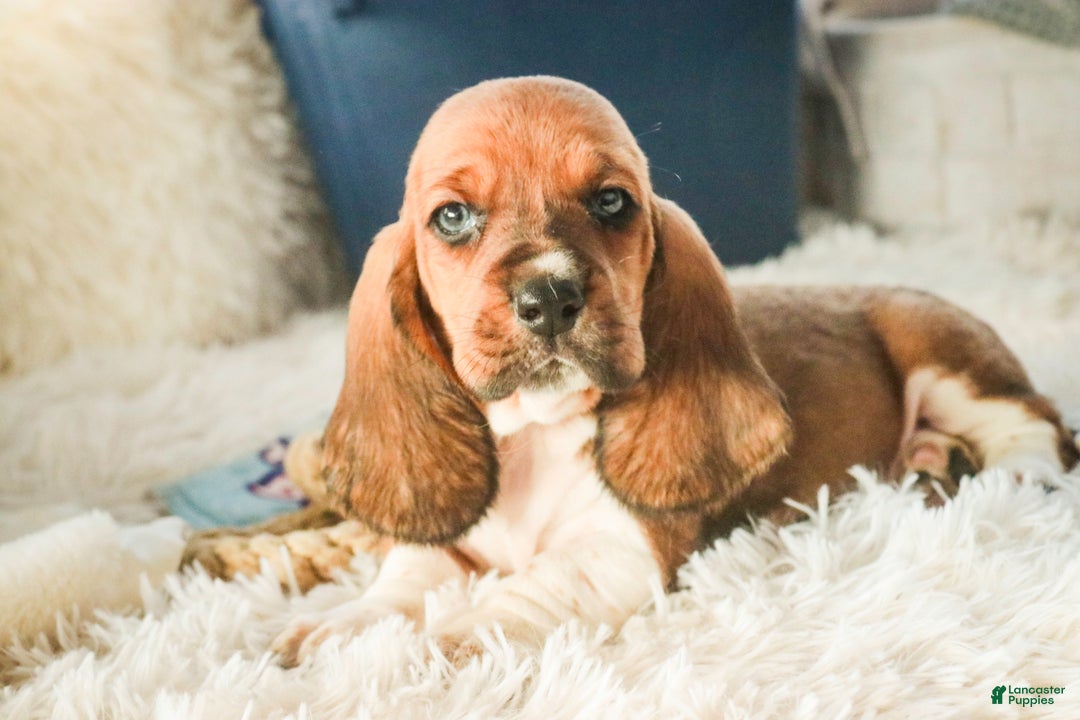Basset Hound dogs for sale: Armando - Ad 4