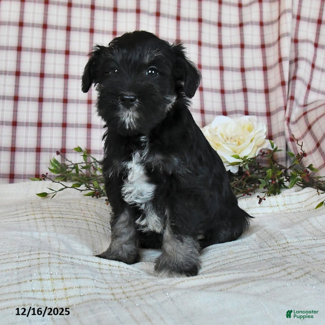 Miniature Schnauzer dogs for sale: Baby - Ad 4