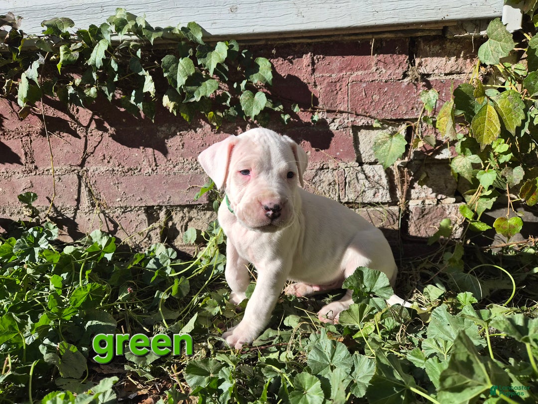 Dogo Argentino dogs for sale: Dogo Argentino Puppy 4 - Ad 2