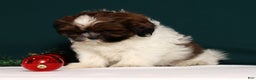 Shih Tzu dogs for sale: Donnie - Ad 4