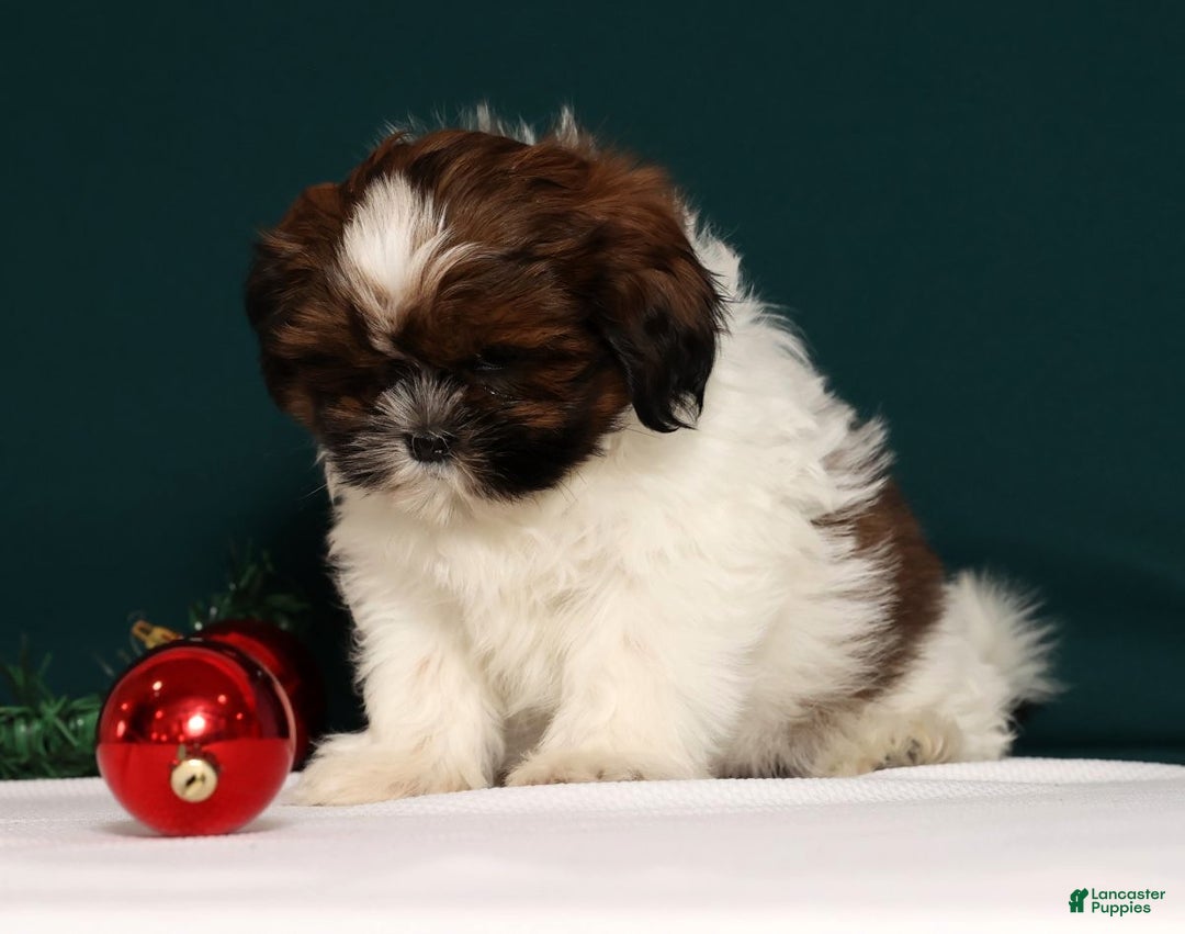 Shih Tzu dogs for sale: Donnie - Ad 4