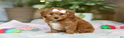 Cavapoo dogs for sale: Maggie - Ad 7