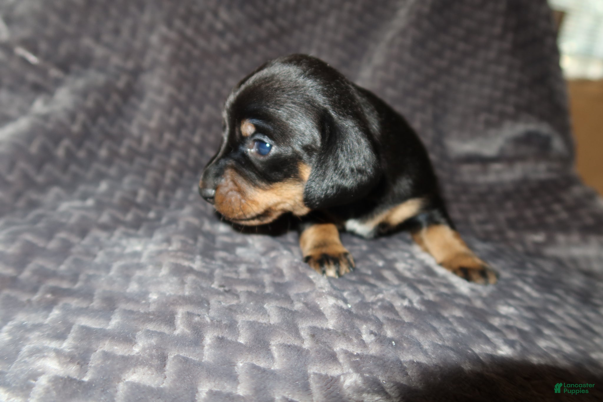 Dachshund dogs Dachshund Puppy 3 - Ad 10