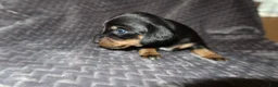 Dachshund dogs for sale: Dachshund Puppy 3 - Ad 1