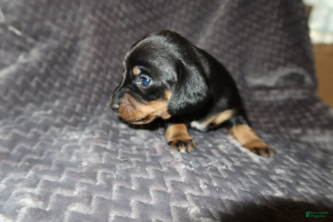 Dachshund dogs for sale: Dachshund Puppy 3 - Ad 1