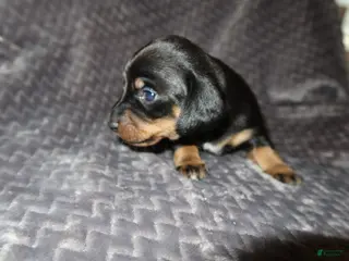 Dachshund dogs Dachshund Puppy 3 - Ad 10