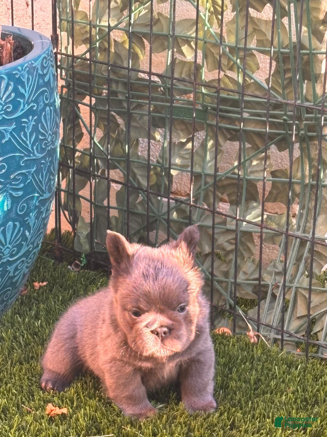 French Bulldog dogs for sale: Nehemiah - Ad 2