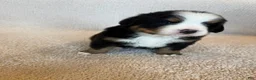 Bernese Mountain Dog dogs for sale: Sunny - Ad 3