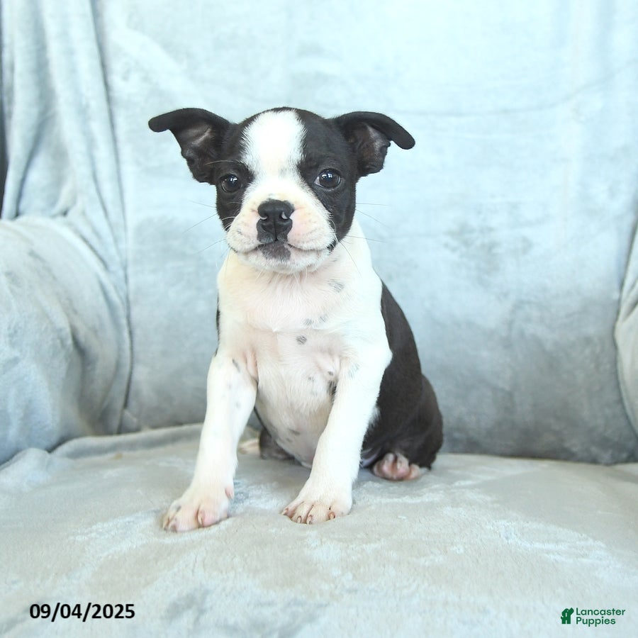 Oklahoma City Seal Boston Terrier Puppies For Sale Royal Canin