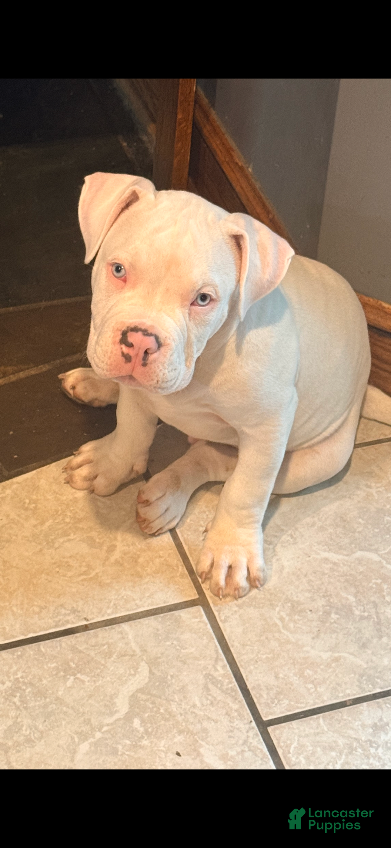 American Bully dogs American Bully Puppy 5 - Ad 2
