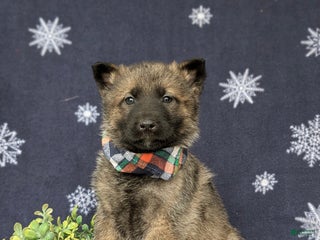 Mixed Breed dogs Colby - Ad 6