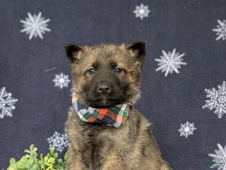 Mixed Breed dogs Colby - Ad 7