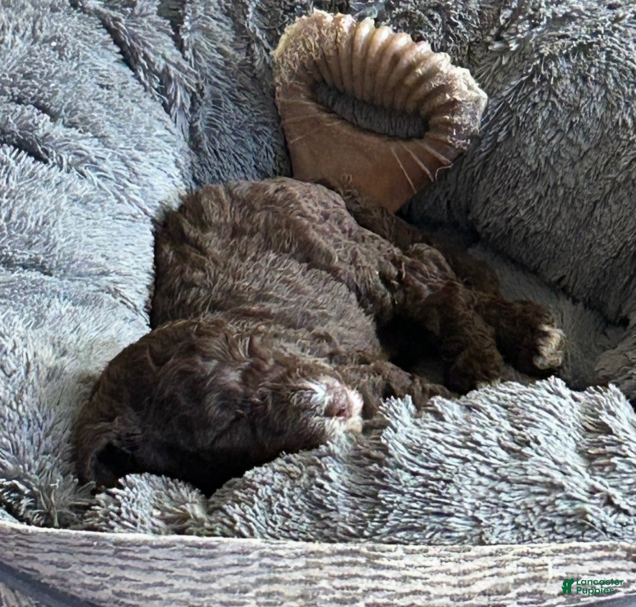 Goldendoodle dogs for sale: Mr Toes - Ad 23