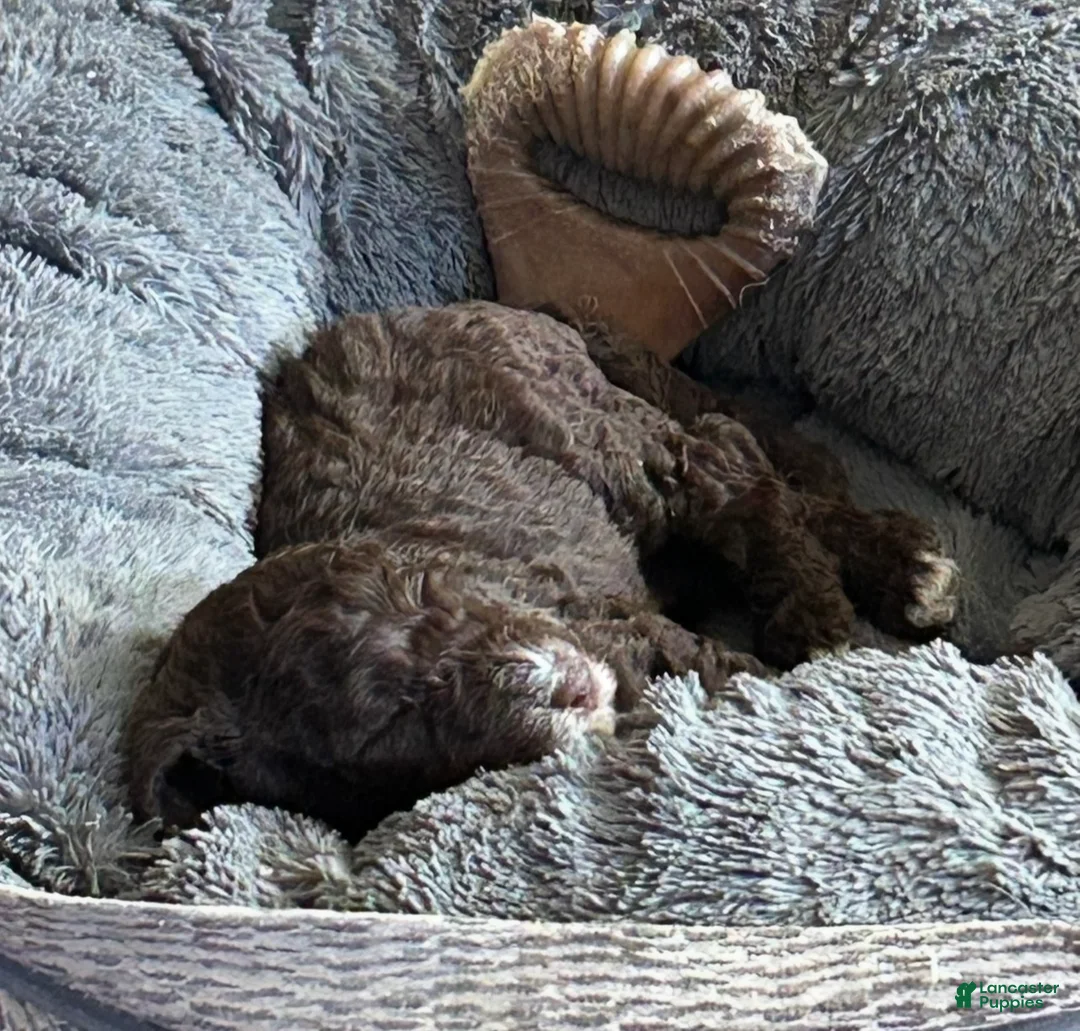 Goldendoodle dogs for sale: Mr Toes - Ad 1