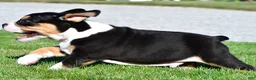 Beabull dogs for sale: Oscar - Ad 4