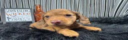 Miniature Dachshund dogs for sale: Miniature Dachshund 1 - Ad 4