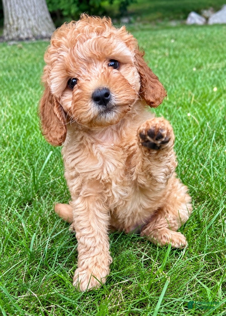 Bella, Cavapoo